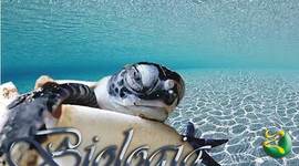 Timeline: Minha Trajetória na UFFS