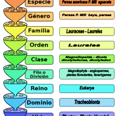 Timeline: Taxonomía - Flavia Romero Kodaka - 1°B
