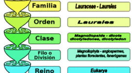 Timeline: Taxonomía - Flavia Romero Kodaka - 1°B