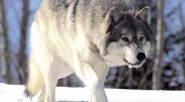 Timeline: Wolves!