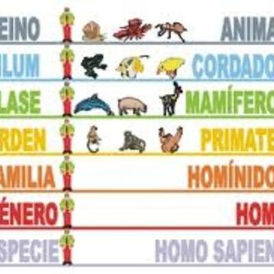 Timeline: Taxonomía