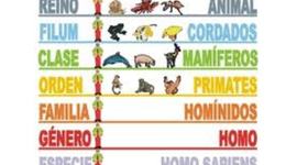 Timeline: Taxonomía