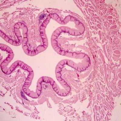 Timeline: Histologia
