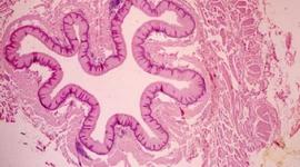 Timeline: Histologia