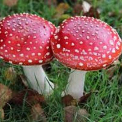 Timeline: Micologia, hechos relevantes