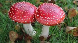 Timeline: Micologia, hechos relevantes