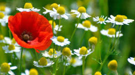 Timeline: Post War America