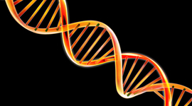 Timeline: Genetic Engineering Timeline