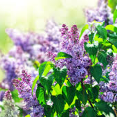 Timeline: My Birthday Events