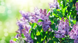 Timeline: My Birthday Events