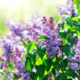 Lilac bush