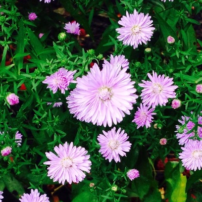 Timeline: Mí Proyecto de Español