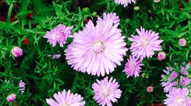 Timeline: Mí Proyecto de Español