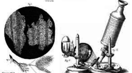 Timeline: Microscopía y Desarrollo Celular.