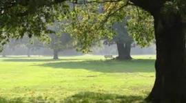 Timeline: Natural Art