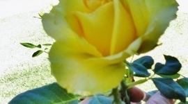 Timeline: Of Beetles and Angles