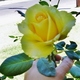 Yellow rose