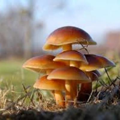 Timeline: Desarrollo de la micología hace 30 años Daniel Gutierrez