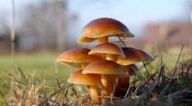 Timeline: Desarrollo de la micología hace 30 años Daniel Gutierrez