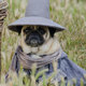 Dog pug dress up 03
