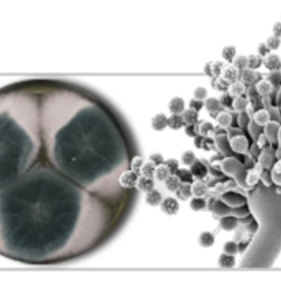 Timeline: Historia de la  MICOLOGIA desde 1985