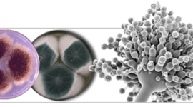 Timeline: Historia de la  MICOLOGIA desde 1985