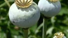 Timeline: Europe 1648-1945: A History of Drug Use and Abuse