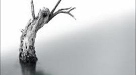 Timeline: Biografía académica de Marina