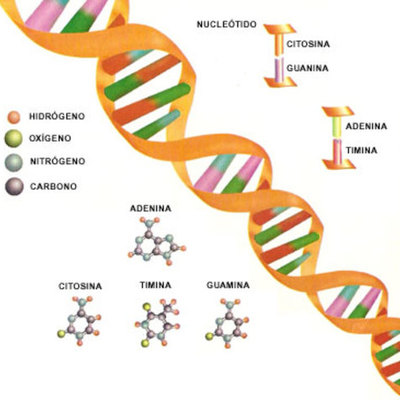 Timeline: DESCUBRIMIENTOS DEL ADN