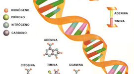 Timeline: DESCUBRIMIENTOS DEL ADN