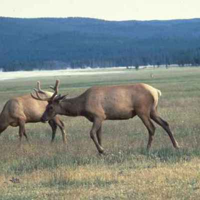 Timeline: Meeting Minutes from the Deer and Elk Study Committee