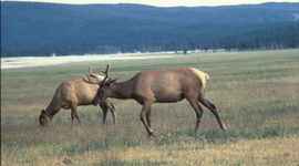 Timeline: Meeting Minutes from the Deer and Elk Study Committee