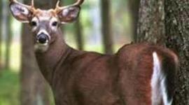 Timeline: Wisconsin DNR and Deer Committee working together to monitor deer population and develop new regulations for 2015