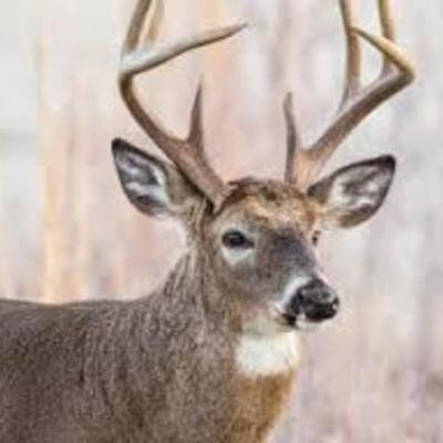 Timeline: Wisconsin DNR's discussion on Deer and Elk