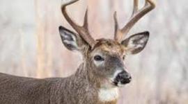 Timeline: Wisconsin DNR's discussion on Deer and Elk