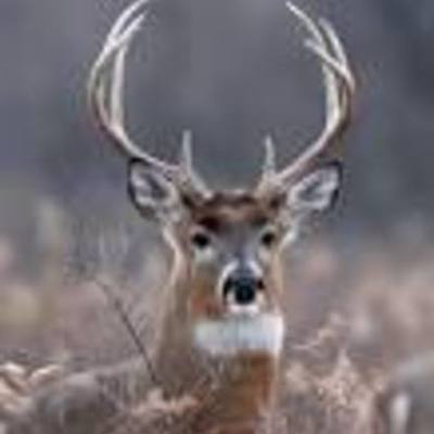 Timeline: Wisconsin DNR’s Deer/Elk Committee.