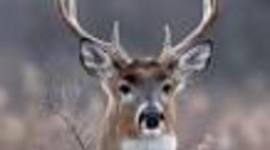 Timeline: Wisconsin DNR’s Deer/Elk Committee.