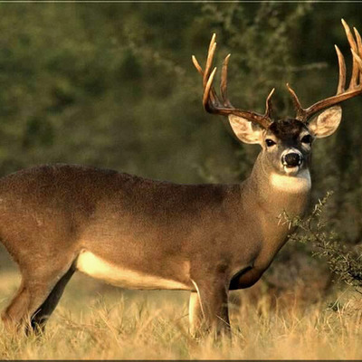 Timeline: Deer Round Up