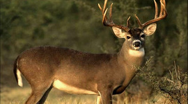 Timeline: Deer Round Up