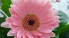 Timeline: HHG-4MI Kiren Boparai Developmental Milestones