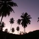 Palmeras al anochecer