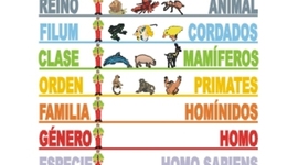 Timeline: Los orígenes de la Taxonomia