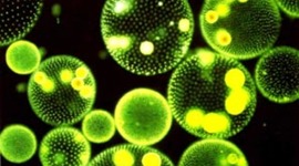 Timeline: Teoría Celular