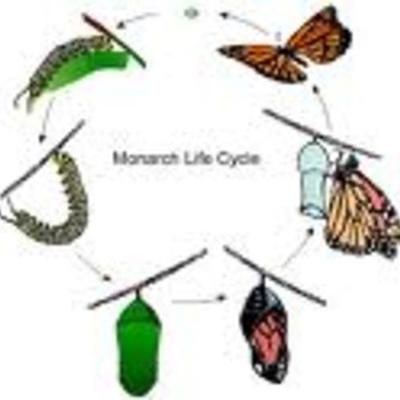 Timeline: A Life Cycle Of A Monarch Butterfly