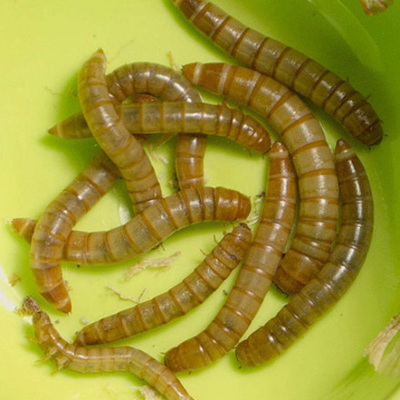 Timeline: The Life Cycle of a Mealworm (Darkling Beetle)