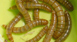 Timeline: The Life Cycle of a Mealworm (Darkling Beetle)