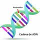 Caracteristicas adn