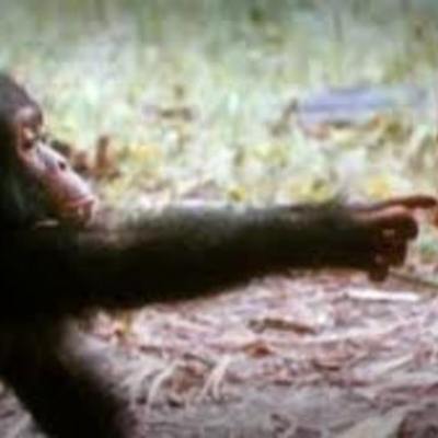 Timeline: Jane Goodall