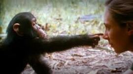 Timeline: Jane Goodall