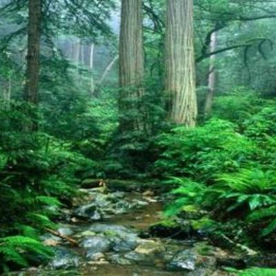 Timeline: Amazon Rainforest - Brazil